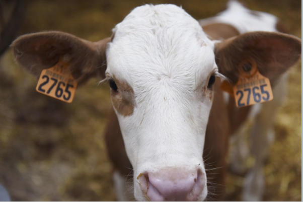 vache
